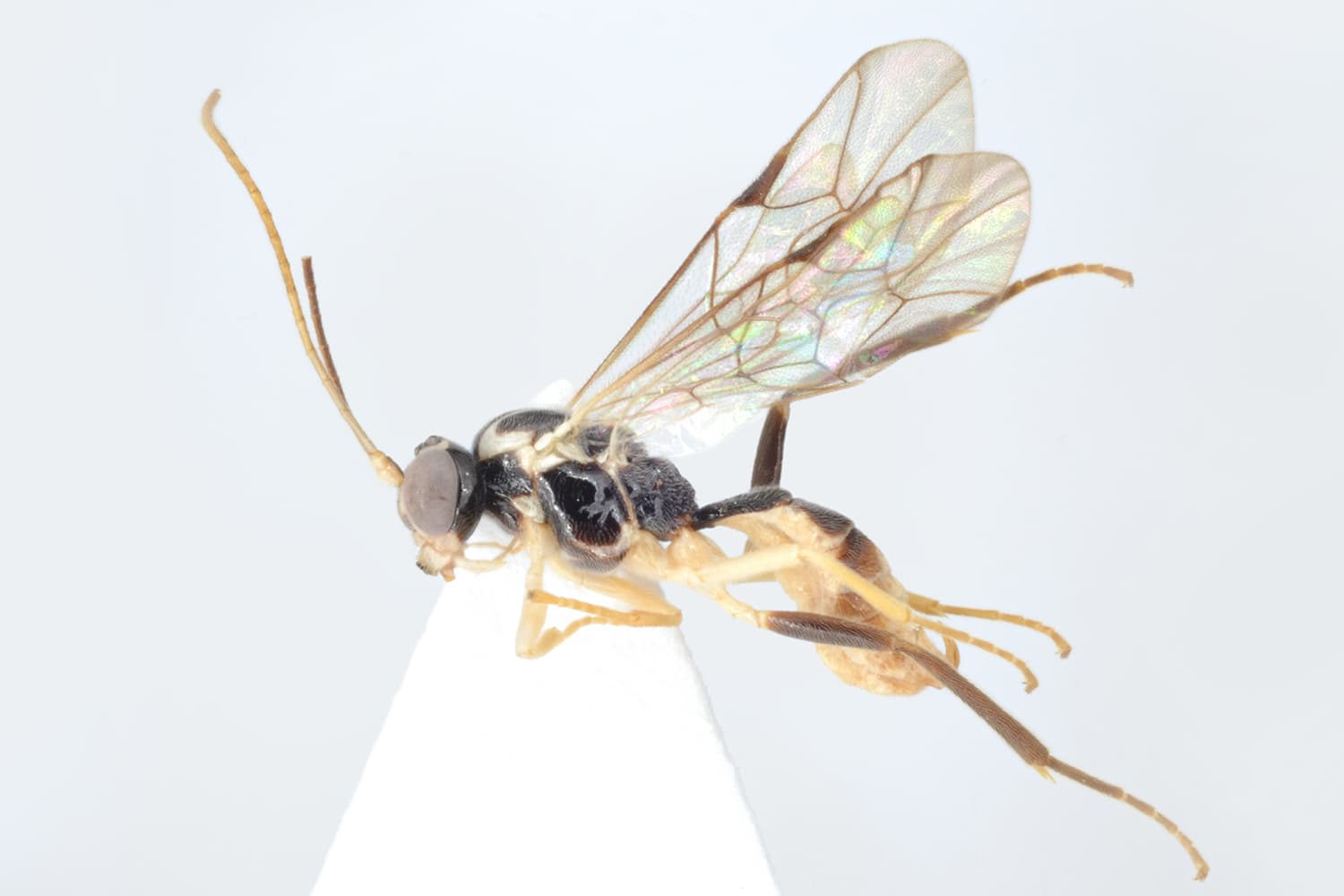 Default image